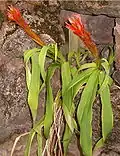 Pitcairnia heydlauffii