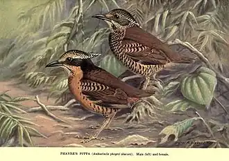 Phayres pitta