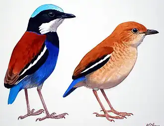 Blauwkoppitta (Pitta baudii)