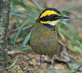 Blauwstaartpitta (Hydrornis guajanus)