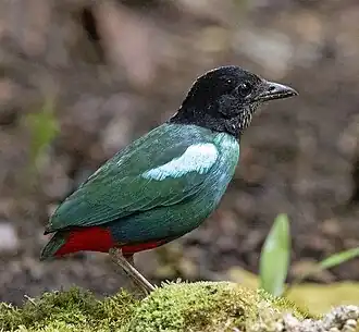 Nieuw-Guinese kappitta