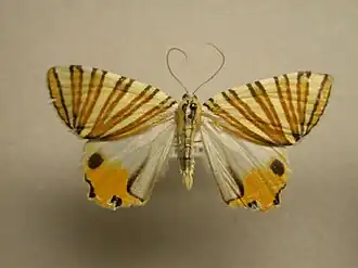 Pityeja histrionaria