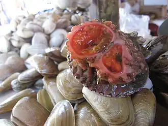 Pyura chilensis