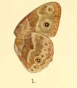 Mycalesis hyperanthus