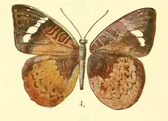 Euriphene mawamba