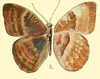 Euriphene butleri
