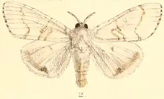 Dasychira albescens