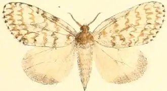 Lymantria grisea