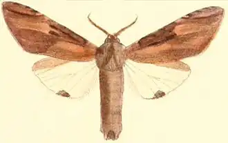Calliteara strigata