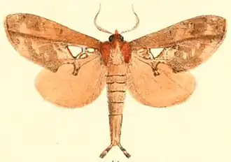 Ginshachia gemmifera