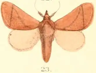 Praesetora divergens