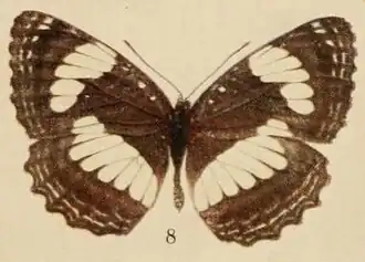 Neptis agatha