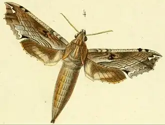 Eupanacra tiridates