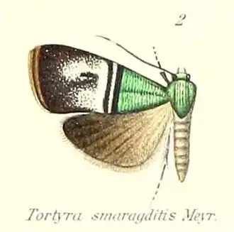 Saptha smaragditis