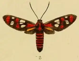 Amata divalis