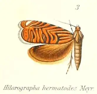 Hilarographini