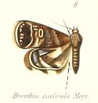 Brenthia caelicola