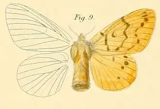 Lechriolepis anomala