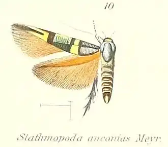 Stathmopoda anconias