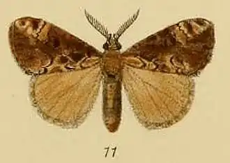 Dasychira ticana