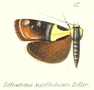 Setiostoma