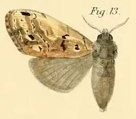 Dasychira saussurei