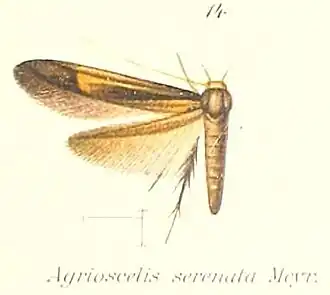 Stathmopoda serenata