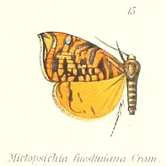 Mictopsichia fuesliniana