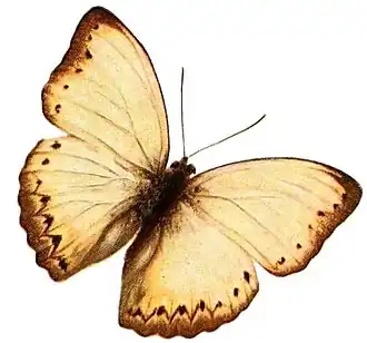 Cymothoe angulifascia