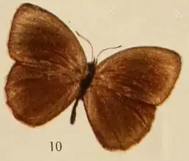 Mycalesis langi