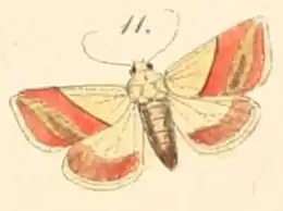 Eublemma dimidialis