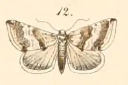 Eublemma pennula