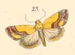 Emmelia sexpunctata