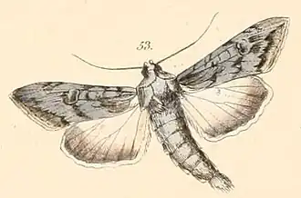 Cucullia terensis