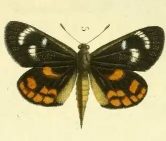 Synemon parthenoides
