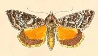 Thysanoplusia exquisita