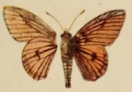 Abantis rubra