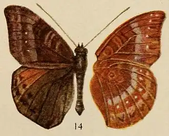 Euriphene rotundata