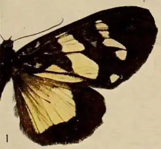 Heraclia gruenbergi
