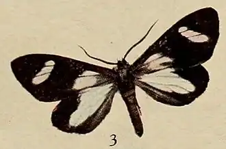 Pitthea cyanomeris