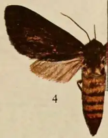 Metarctia rubripuncta