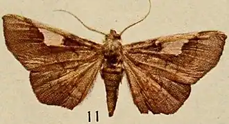 Episparis hyalinata