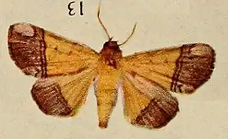 Leocyma congoensis