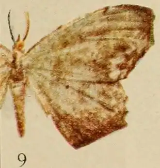 Epigynopteryx langaria