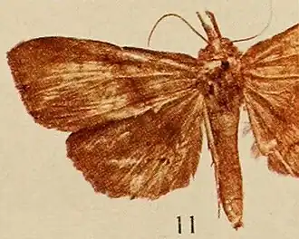 Deinypena obscura