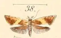 Sabatinca incongruella