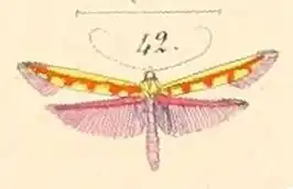 Macarostola miniella