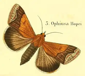 Ophiusa hopei