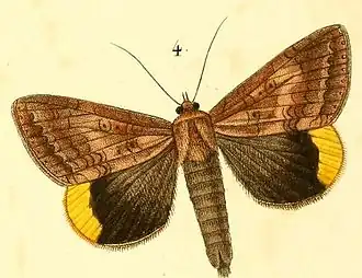 Achaea dejeanii