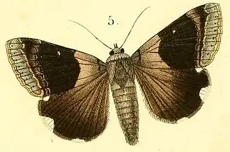 Achaea lienardi